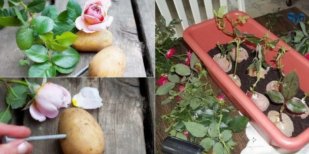 Mẹo vặt hữu ích